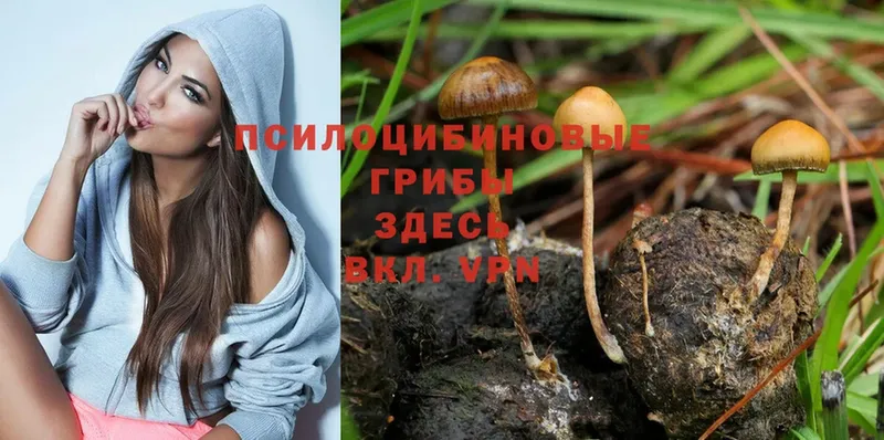 Галлюциногенные грибы MAGIC MUSHROOMS  цены   Северск 